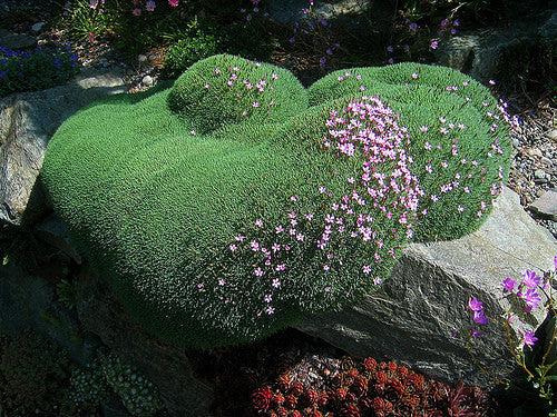 Dianthus webbianus (1535)